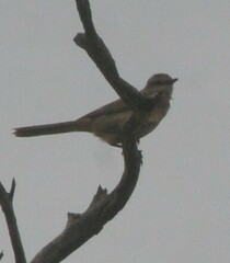 Cincloramphus mathewsi