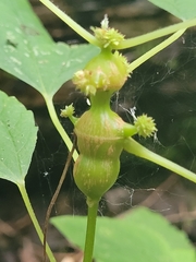 Neolasioptera boehmeriae