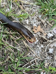 Oxyuranus scutellatus