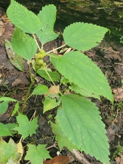 Neolasioptera boehmeriae