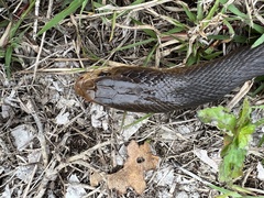 Oxyuranus scutellatus