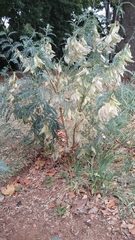 Galegeae