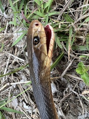 Oxyuranus scutellatus