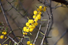Acacia colletioides