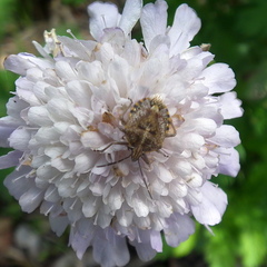 Agonoscelis versicoloratus