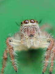 Hyllus diardi