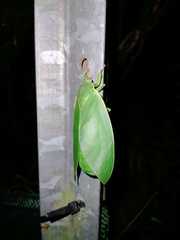 Cystosoma saundersii