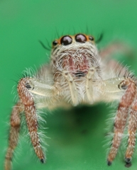 Hyllus diardi
