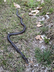 Oxyuranus scutellatus