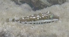 Sphoeroides spengleri