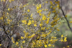 Acacia colletioides
