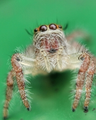 Hyllus diardi