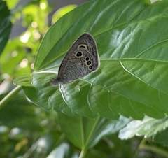 Satyrinae