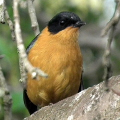 Cossypha dichroa dichroa