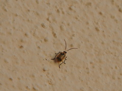 Diabrotica balteata