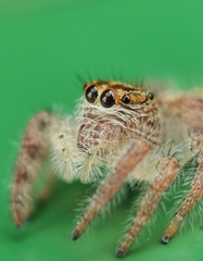 Hyllus diardi