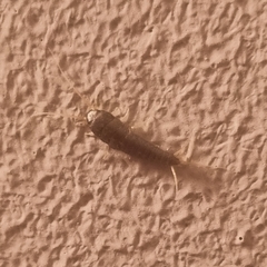Lepismatidae