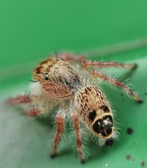 Hyllus diardi
