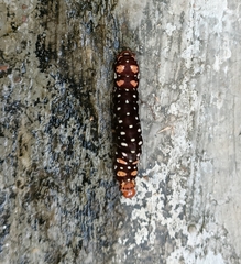 Polytela gloriosae