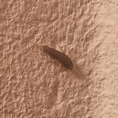 Lepismatidae