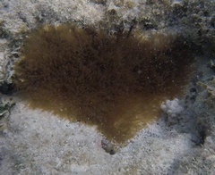 Lebrunia neglecta