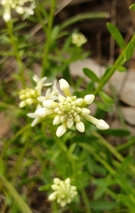 Stackhousia subterranea
