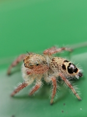 Hyllus diardi