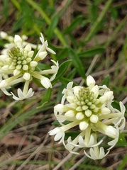 Stackhousia subterranea