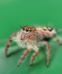 Hyllus diardi