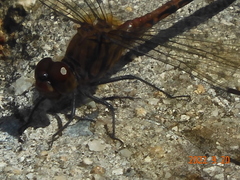 Sympetrum infuscatum