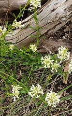 Stackhousia subterranea