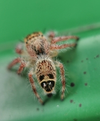 Hyllus diardi