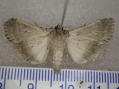 Condica dolorosa