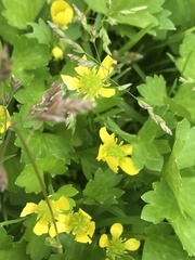 Ranunculus muricatus