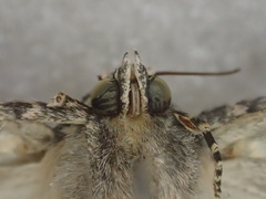 Condica dolorosa