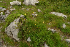 Tulipa sylvestris