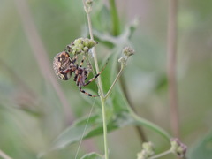 Neoscona orizabensis
