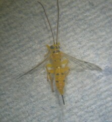 Xanthopimpla punctata