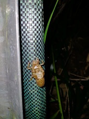 Cystosoma saundersii