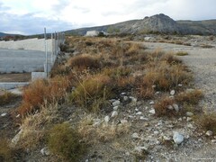 Helichrysum stoechas