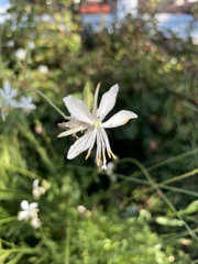 Oenothera lindheimeri