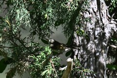 Phylloscopus trochiloides