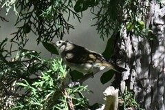 Phylloscopus trochiloides