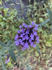 Verbena bonariensis