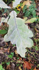 Erysiphe alphitoides