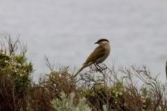 Gavicalis virescens