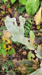Erysiphe alphitoides