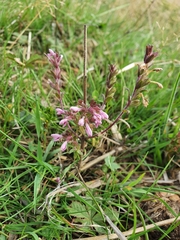Odontites vernus