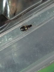 Dromiusina