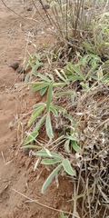 Tephrosia lupinifolia
